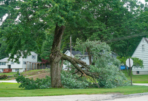 Best Firewood Processing and Delivery  in Chesterton, IN