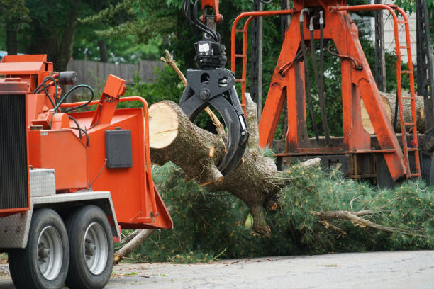 How Our Tree Care Process Works  in  Chesterton, IN