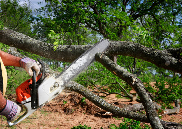Best Stump Grinding and Removal  in Chesterton, IN